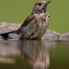 Fauvette à tête noire ( Sylvia atricapilla ) - femelle