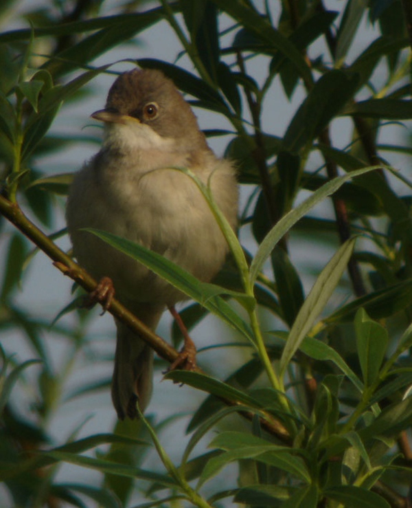 Fauvette grisette