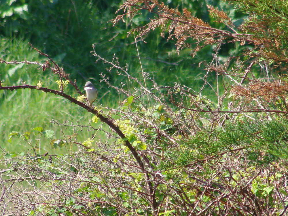 Fauvette grisette