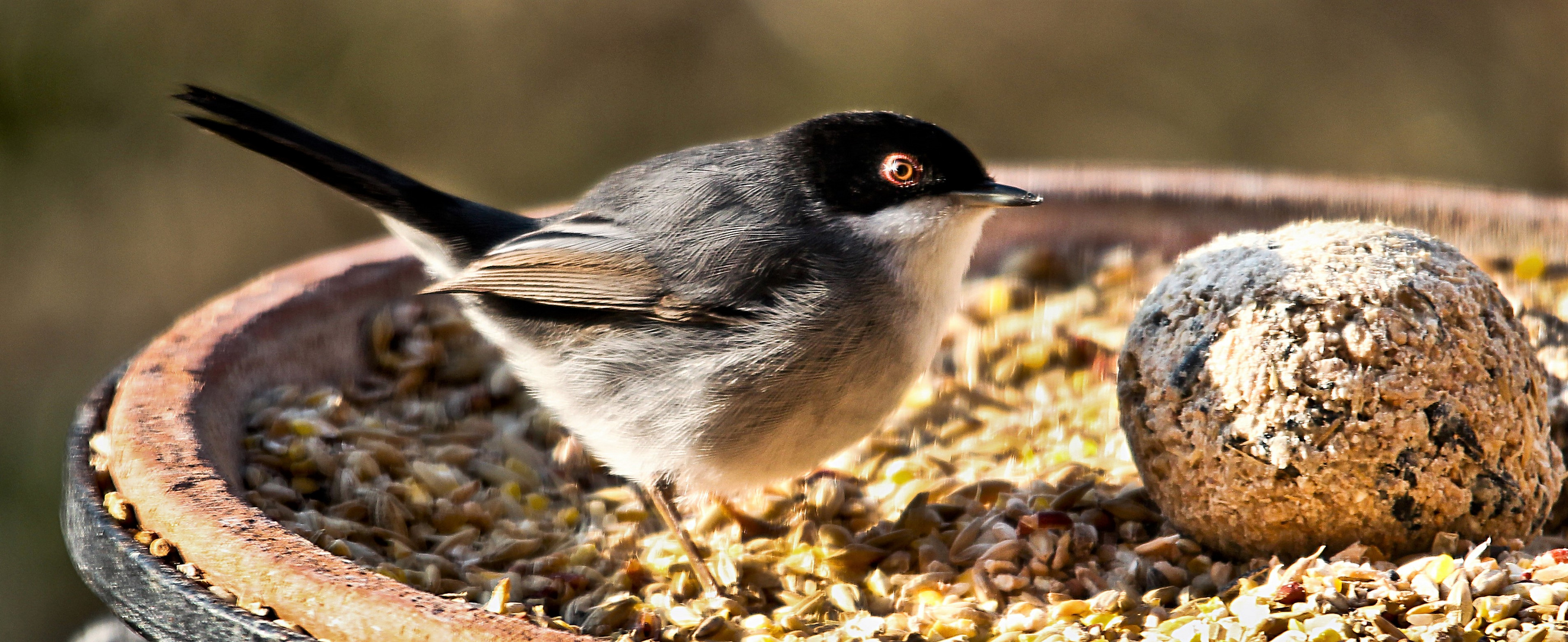 FAUVETTE MELANOCEPHALE 