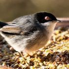 FAUVETTE MELANOCEPHALE 