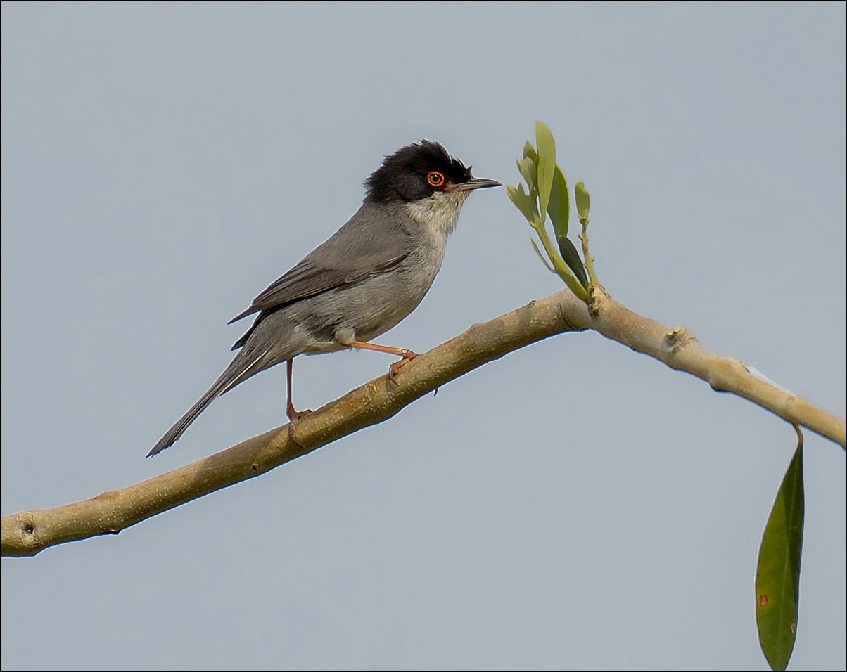 Fauvette melanocéphale