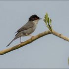 Fauvette melanocéphale