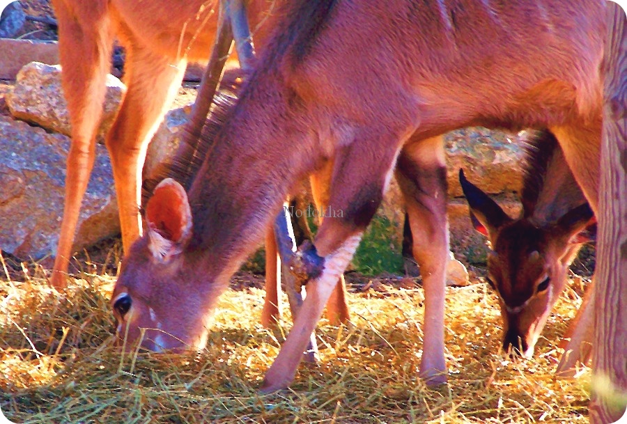 Faux Bambi.