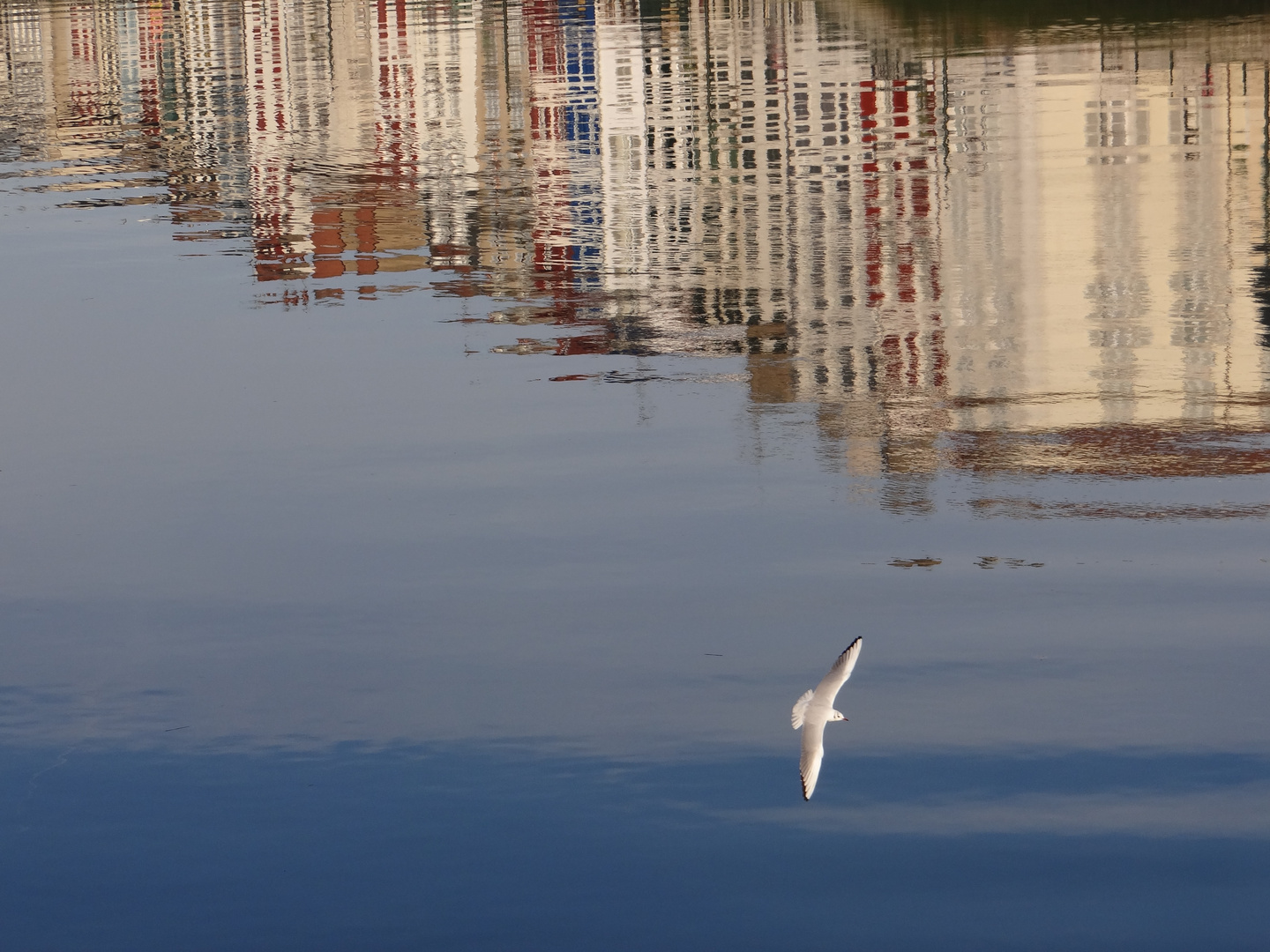 Faux Ciel pour Vraie Mouette