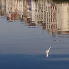 Faux Ciel pour Vraie Mouette