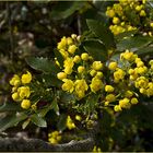 Faux houx  -- Mahonia aquifolium  --  Gewöhnliche Mahonie