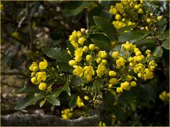 Faux houx  -- Mahonia aquifolium  --  Gewöhnliche Mahonie