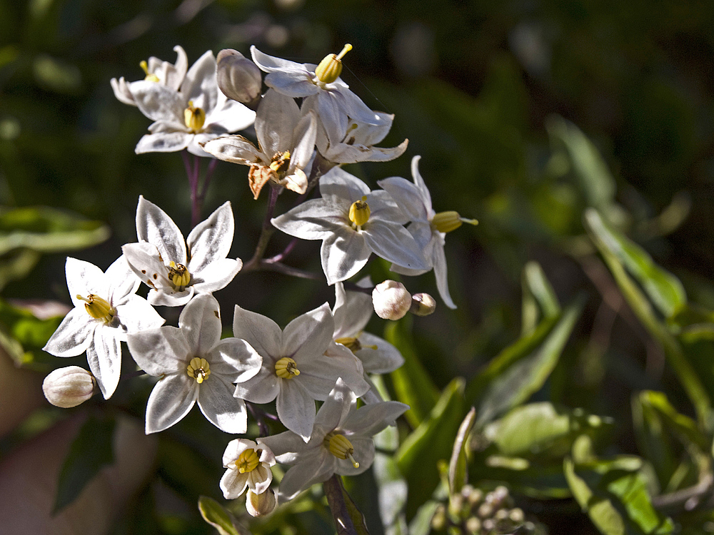 Faux jasmin ou morelle noire ou...??? -- Falscher Jasmin oder schwarzer Nachtschatten oder...???