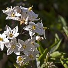 Faux jasmin ou morelle noire ou...??? -- Falscher Jasmin oder schwarzer Nachtschatten oder...???