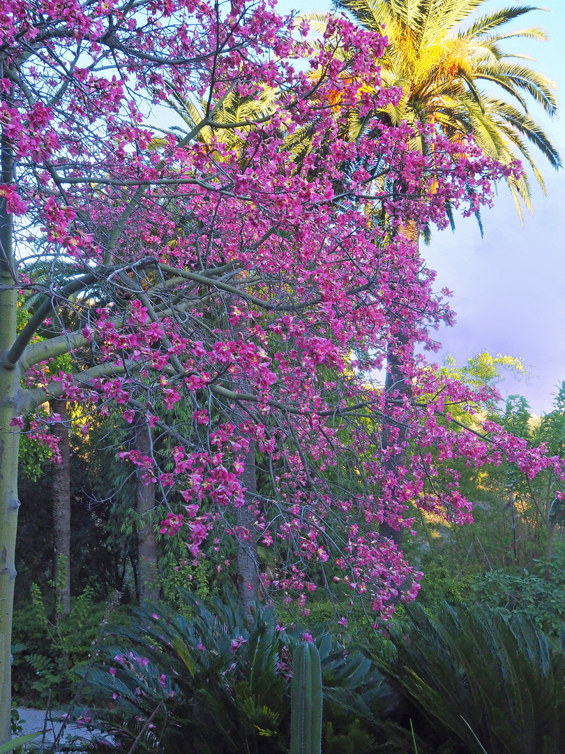 Faux kapokier en fleurs