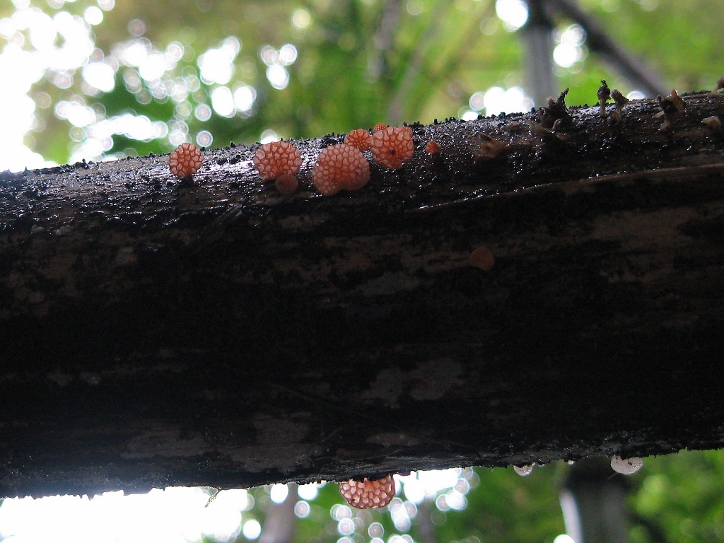 Favolaschia sp. in Panama