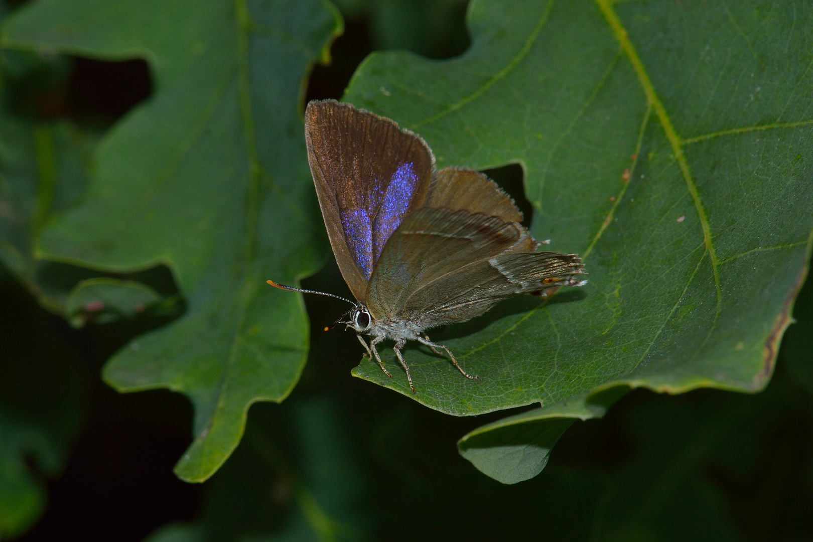 Favonius quercus, Blauer Eichen-Zipfelfalter