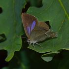 Favonius quercus, Blauer Eichen-Zipfelfalter