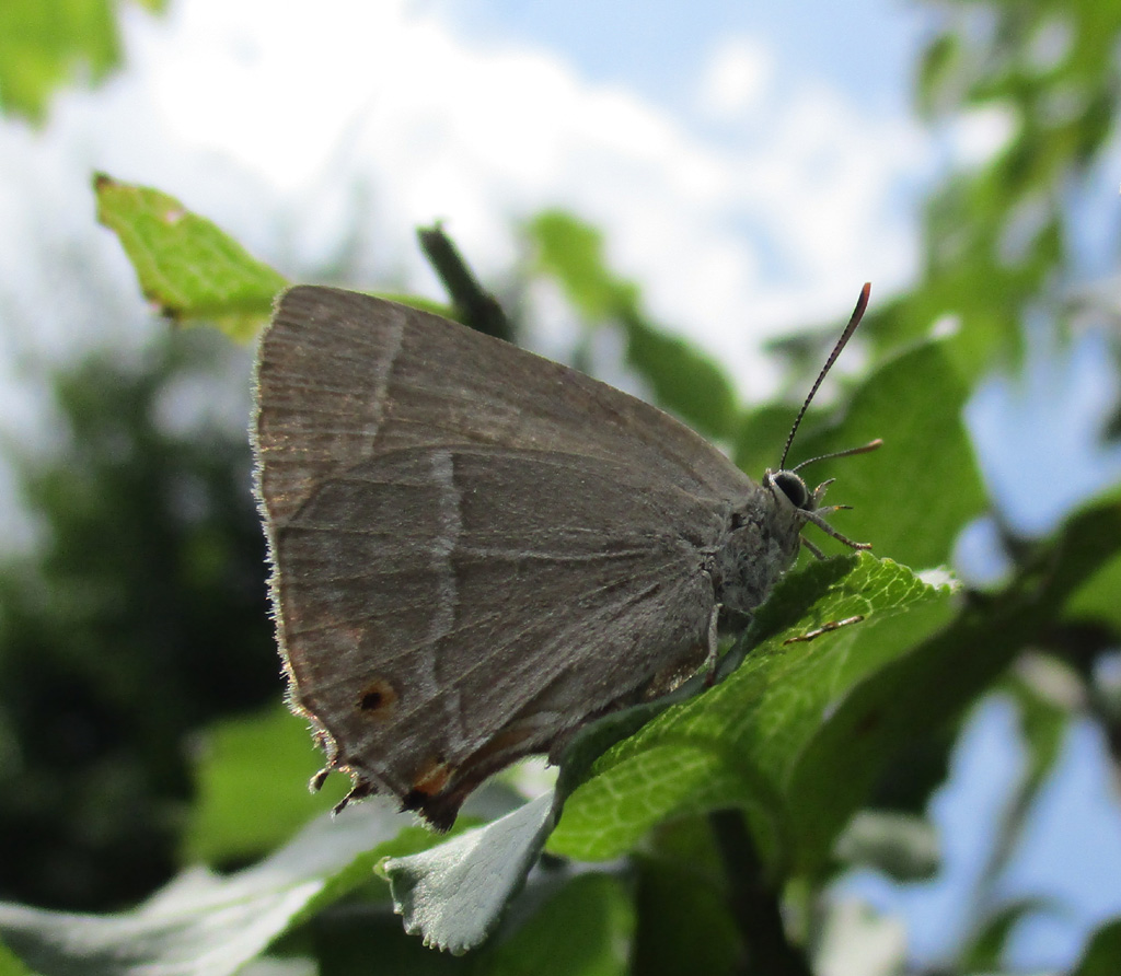  Favonius quercus- blauer Eichen Zipfelfalter 