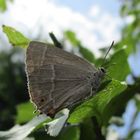  Favonius quercus- blauer Eichen Zipfelfalter 