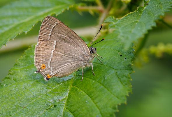 Favonius quercus (Blauer Eichen-Zipfelfalter) Männchen