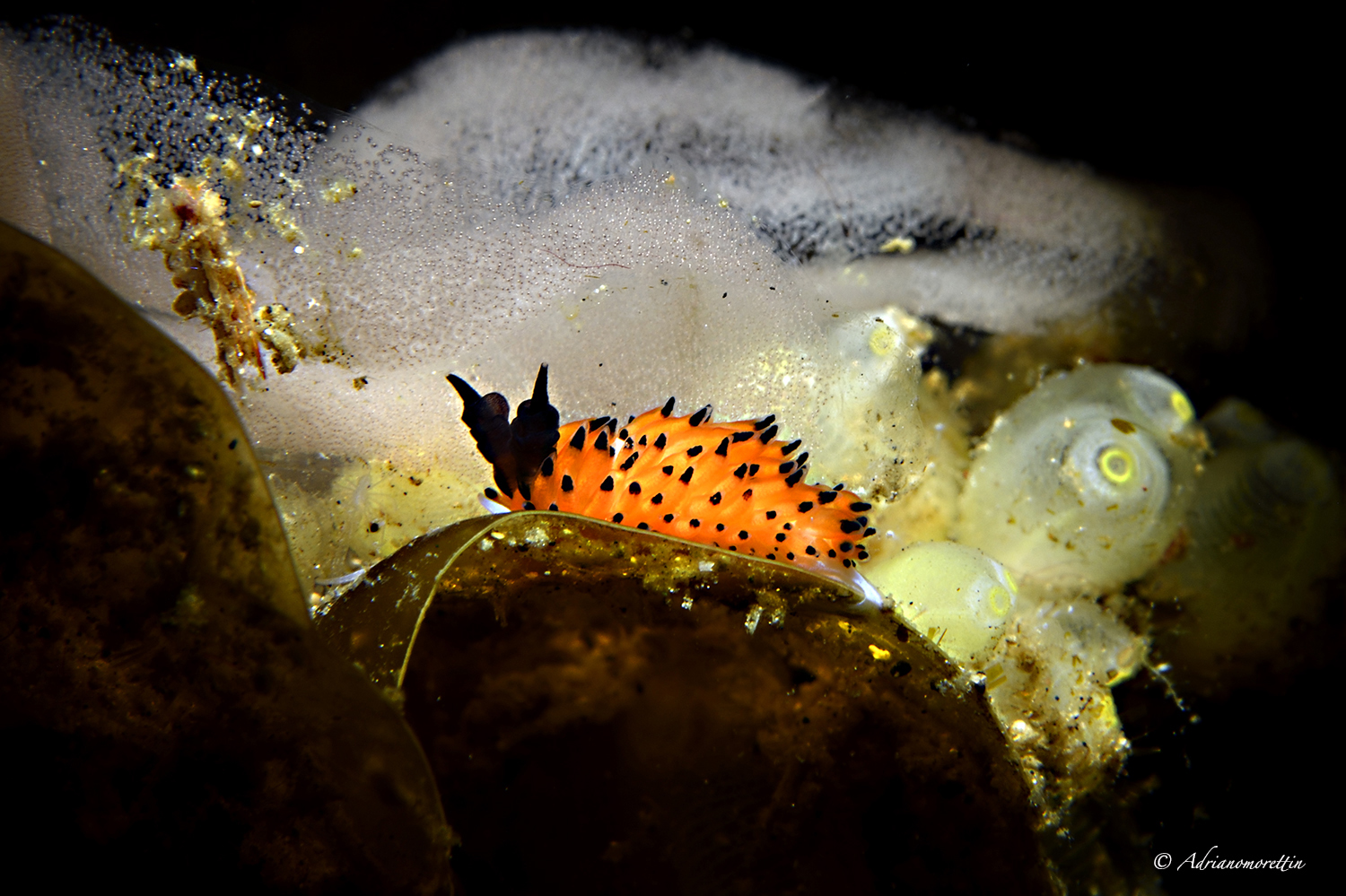 Favorinus tsuruganus 