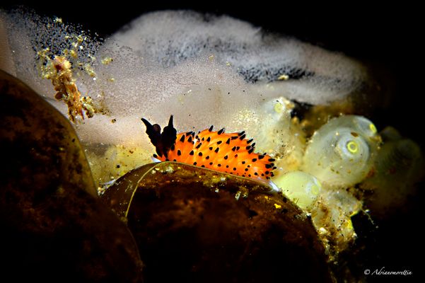 Favorinus tsuruganus 