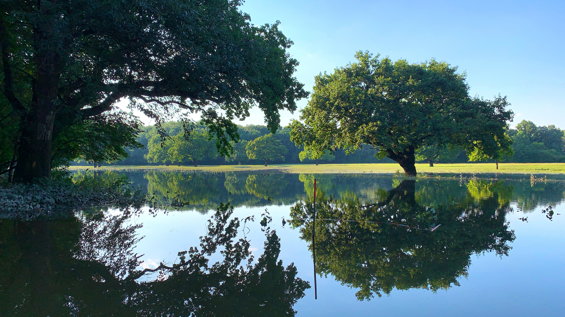 Favorite meadow turns into a fairytail pond II