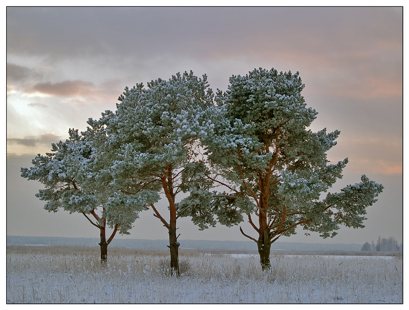 favorite trees