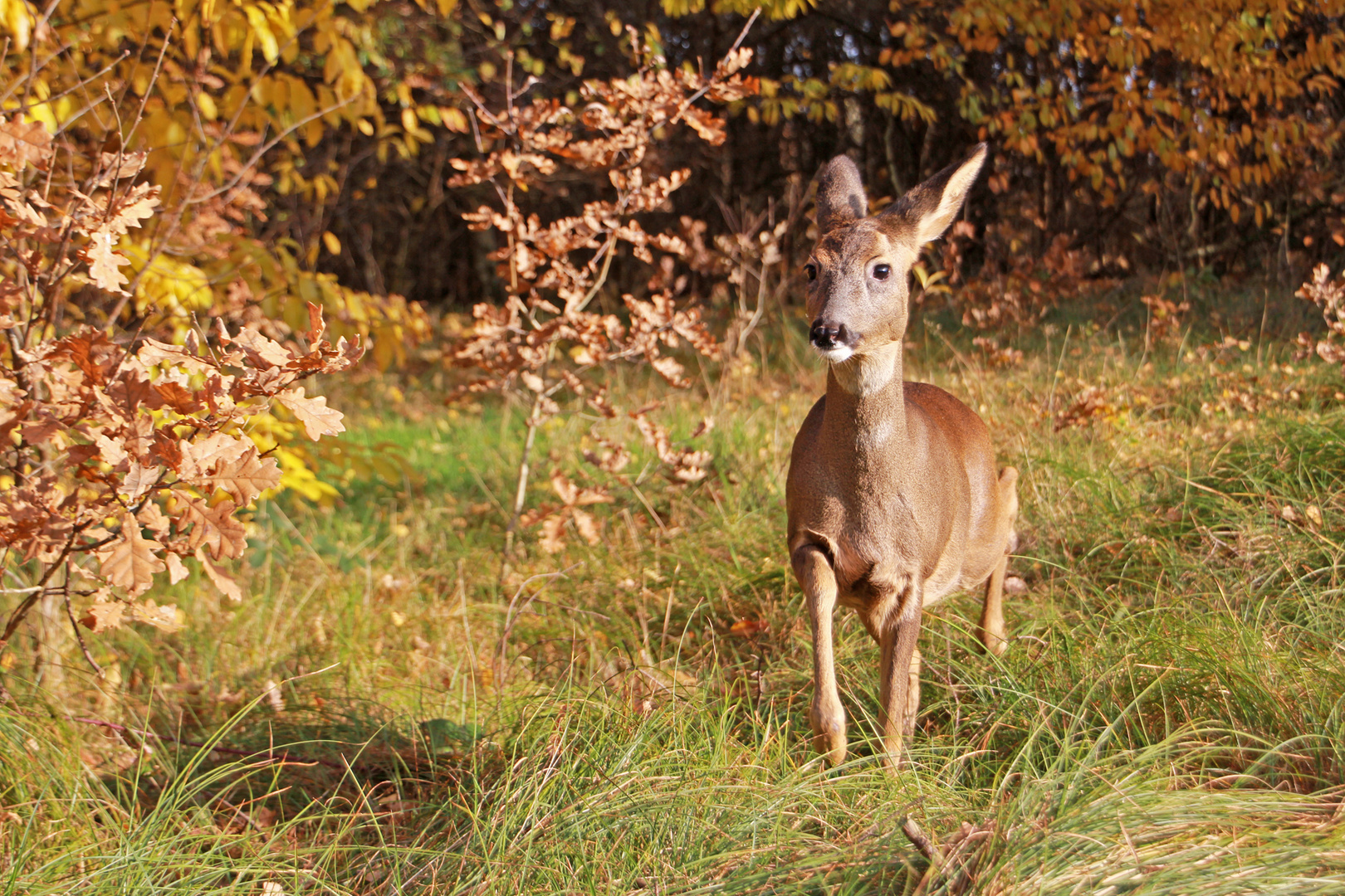 Fawn