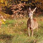 Fawn