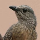 fawn breasted bowerbird