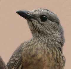 fawn breasted bowerbird