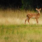 Fawn