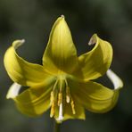 Fawn lily (Erythronium)