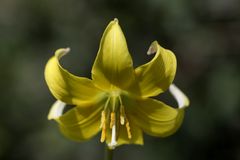 Fawn lily (Erythronium)