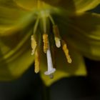 Fawn lily (Erythronium)