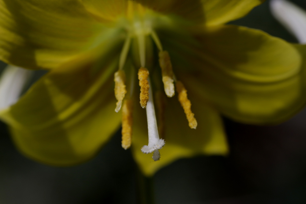 Fawn lily (Erythronium)