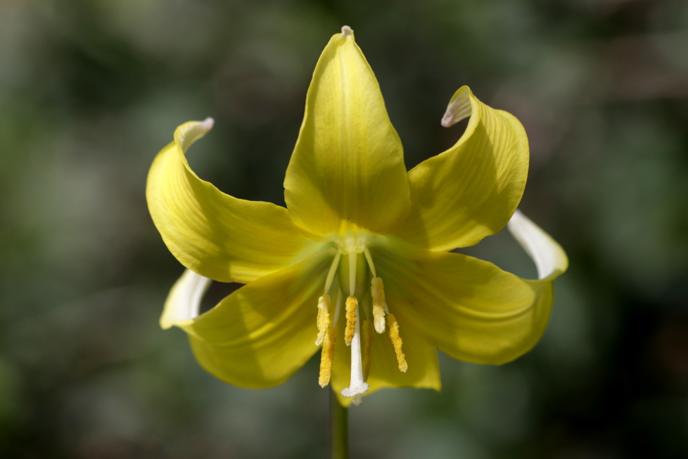 Fawn lily (Erythronium)