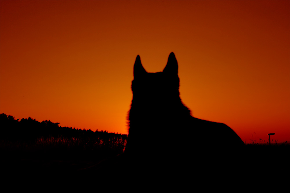 Fax im Sonnenuntergang