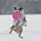 Fay mit Frisbee im Schnee