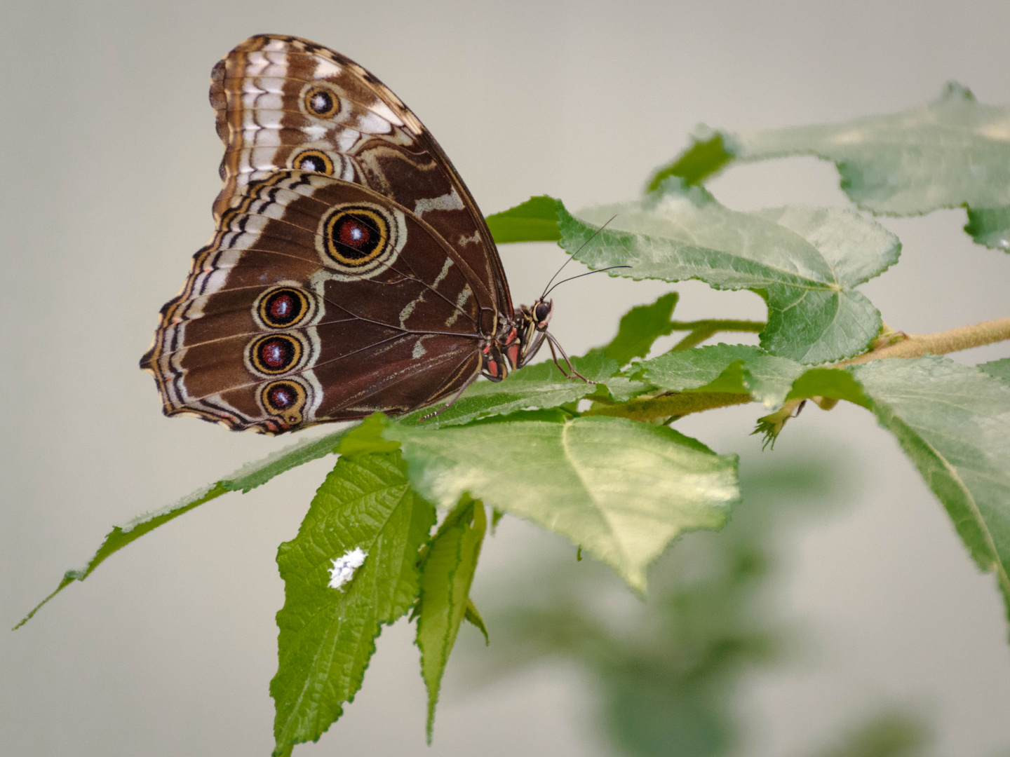 Faziniernde kleine Tierwelt