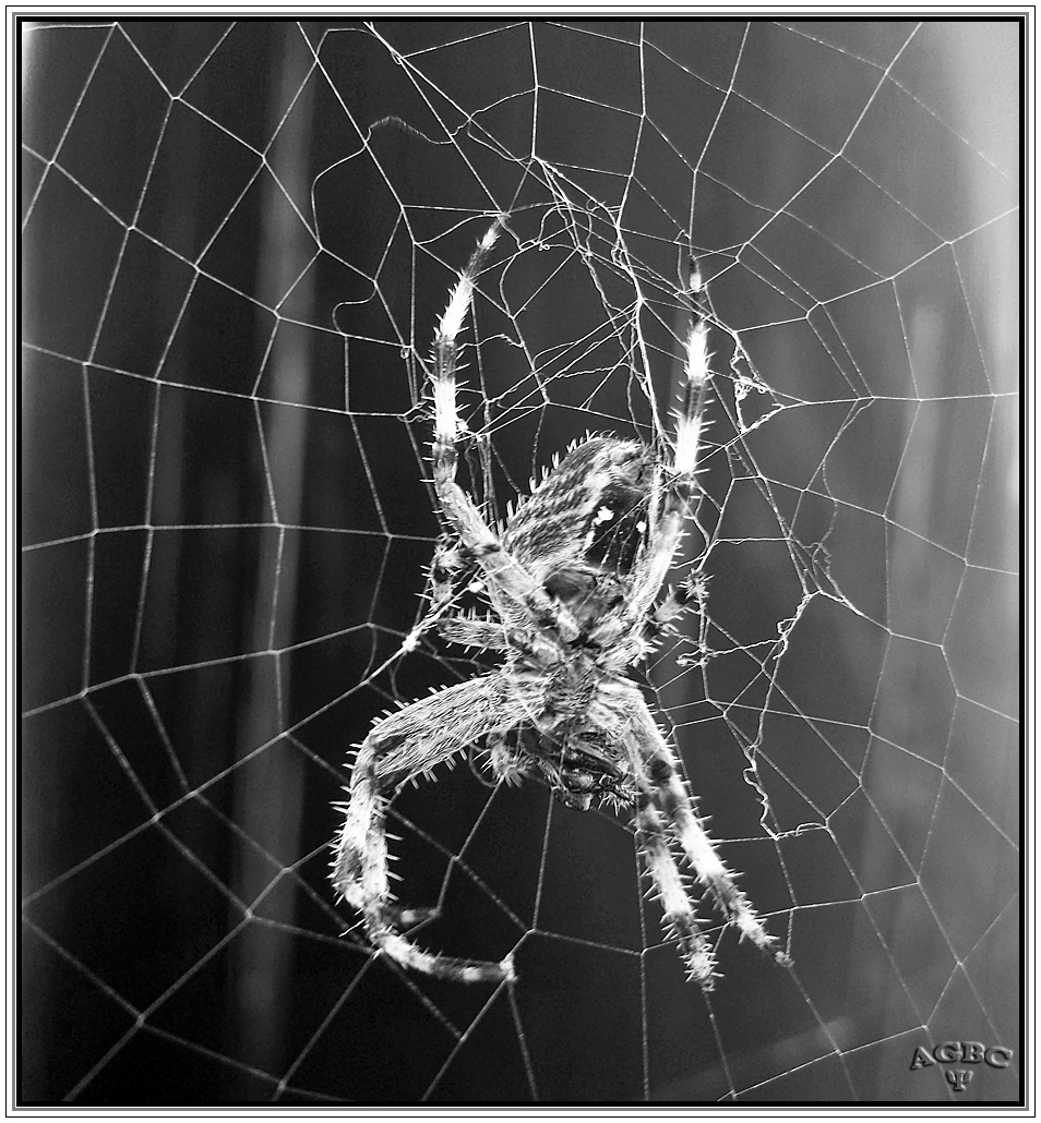 FB B&W Challenge 1/5: Araneus diadematus