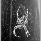 FB B&W Challenge 1/5: Araneus diadematus