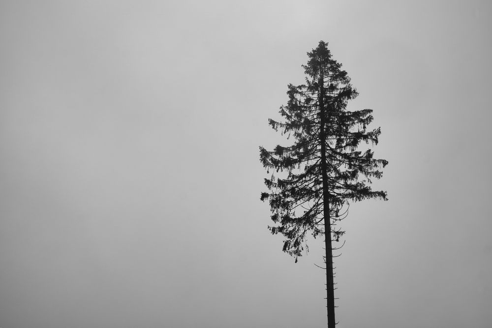 Tanne im Nebel von torben.r.