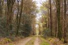 Balade dans les bois de Zephryus 