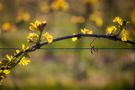 Frühling in den Weinbergen von Thomas Schimmele