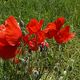 COQUELICOTS