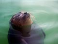  der schlafende Seehund im Wasser von Hannelore H.