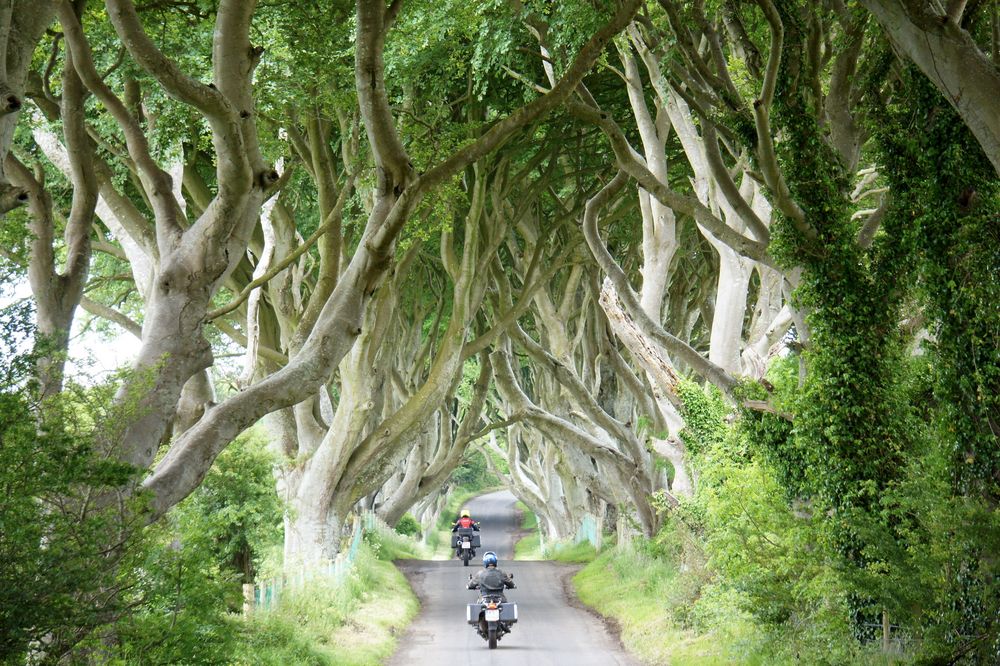 Dark Hedges von nmeiszies 