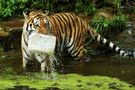 Tiger mit Kanister by Schneeball 