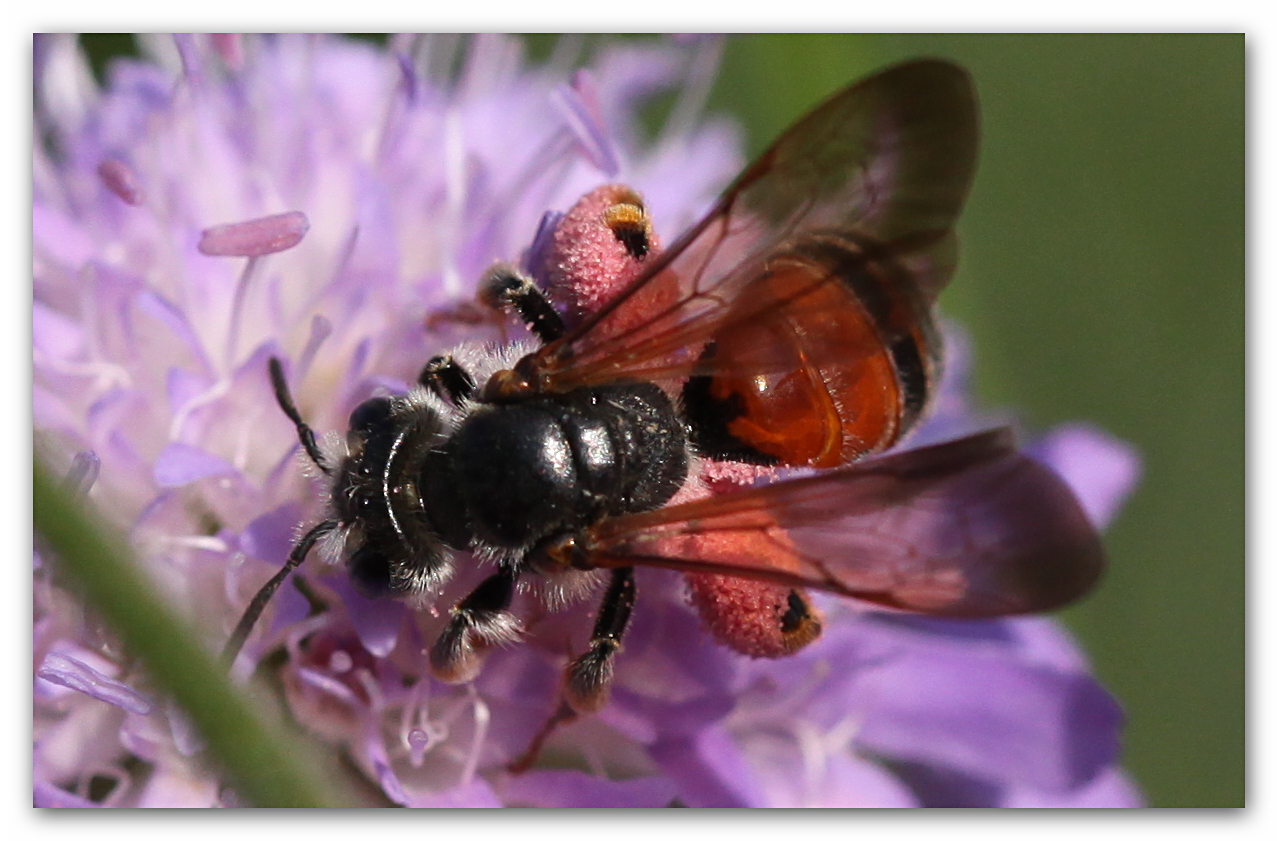 fc Andrena hattorfiana_8599 (2)