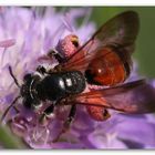 fc Andrena hattorfiana_8599 (2)