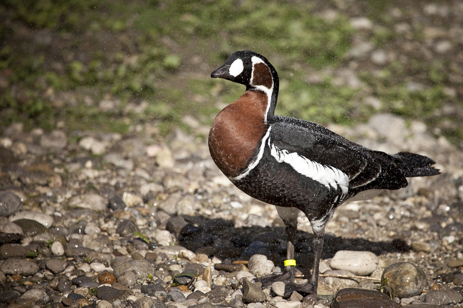 FC Ausflug Tierpark Hellabrunn 02